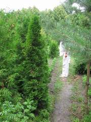 Садовые растения. Туя,  можжевельник - из питомника