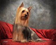 Австралийского Силки Терьера!,