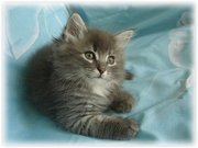 Сибирский красавец Ждет ВАС