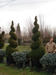 Тис,  тис ягодный