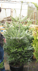 Пихта,  пихта киев 