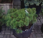 Сосны, сосны Киев купить