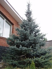 Ель, купить Ель Киев