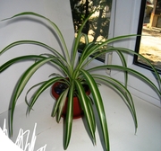 полосатый хлорофитум