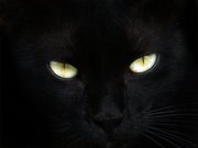 Отдам роскошного черного кота