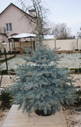 Ель, купить Киев, голубая Ель Цена в Киеве