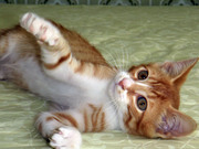 Рыжий котенок-малышонок,  мальчик,  2, 5 мес.,  отдам в хорошие руки