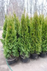 Туя, живая изгородь, колоновидная туя