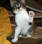 МАСКА,  веселая малышка,  1, 5 мес.,  отдам котенка в хорошие руки