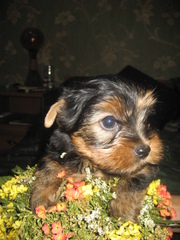 Продаются щенки ЙОРКШИРСКОГО ТЕРЬЕРА