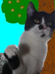 Котенок Том Сойэр в юбке в дар