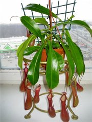 Растение-хищник Непентес