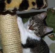 Плюшевый котенок-тигренок-девочка,  отдам котенка в хорошие руки