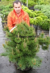 Сосны,   Киев купить, сосны Киев цена