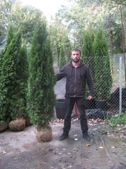  Туя, Туя западная Smaragd, туя Smaragd 180-200 см,  туя киев купить