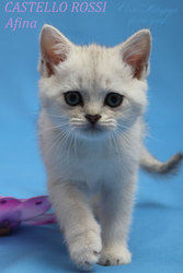 Эксклюзивные котята -британские шиншиллы