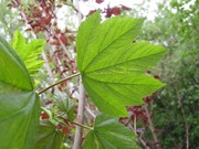 клен,  береза,  шелковица  Киев купить,  лиственные