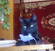 Красивый,  ласковый  черный котенок