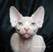 Канадские Сфинксы,  Киев