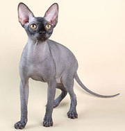 Предлагаю очаровательных малышей канадского сфинкса