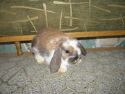 Декоративные кролики,  клетки,  корма