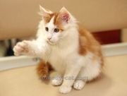 Белые и рыжие котята мейн кун,  купить котенка