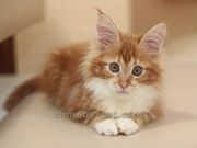 Красные котята мейн кун,  купить котенка Киев