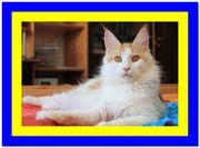 Котята мэйн кун,  купить котенка мейн кун Украина