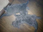 шотландские страйт и фолд