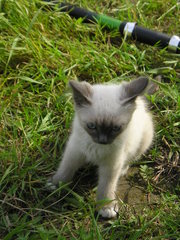 Продам балинезийского котенка