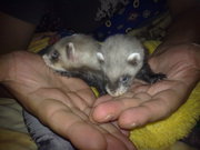 Продам щенков декоративного хорька