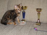 Бенгальские котята.