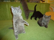 британские котята недорого