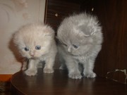 продам котят харленды,  троещина 