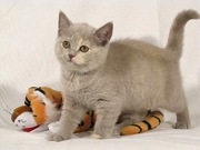 Шотландская плюшевая  страйт