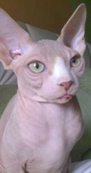 Канадский сфинкс продам