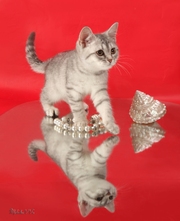 Ласковая британочка вискасного окраса!