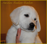 Желтые щенки лабрадора, Киев