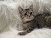 Британские котята...