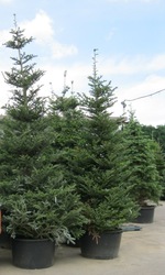 Пихта Киев купить. Пихта продажа Киев. Пихта цена. Пихта корейская. 