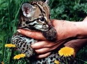 Оцелот,  ocelot