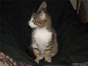 Котенок Сникерс,  предложение для сладкоежек