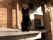 Отдам молодую кошечку в хорошие добрые руки