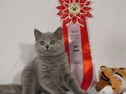 Настоящие британские котята