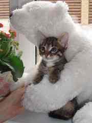 Сладкая парочка котят