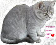 Отдам котенка – ласковый вискас ищет дом