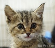 Котенок полосатик 1, 5 месяца