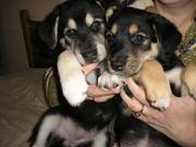 Пчелка - самый преданный друг