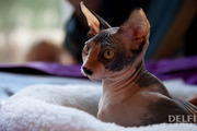 Питомник канадских сфинксов предлагает котят