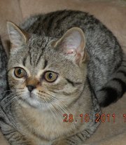 Шотландские котят / Британская короткошерстная